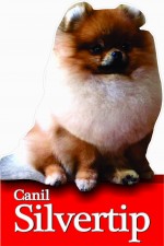 Canil Silvertip Spitz Alemão Shih-Tzu Yorkshire Pug