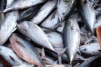 Alimentação - Pescados Sardinha Merluza Abadejo Pescada Branca - Pescados Sardinha Merluza Abadejo Pescada Branca