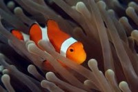 Animais - Peixe Ornamental Marinho Palhacinho Procurando Nemo - Peixe Ornamental Marinho Palhacinho Procurando Nemo