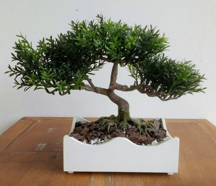 bonsai-