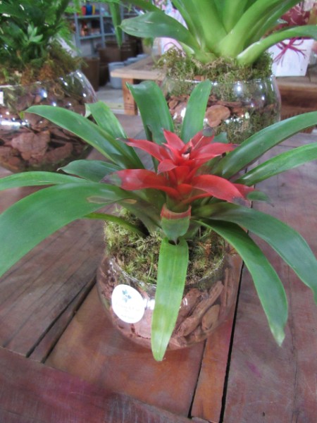 bromelia-vaso-natural