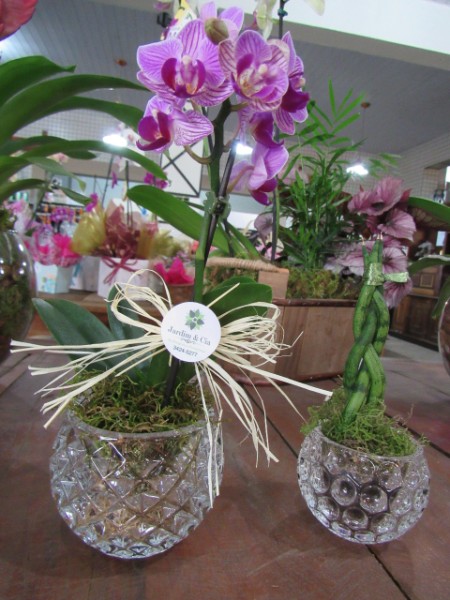 orquideas-vasos-piracicaba-naturais