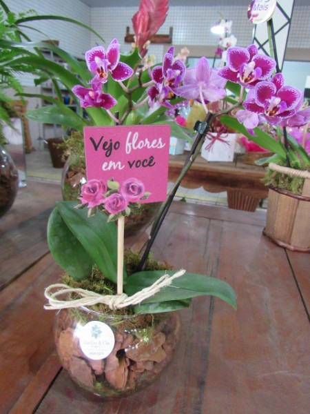 orquideas-vasos-piracicaba-naturais