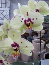 Orquídeas Vasos Piracicaba Naturais