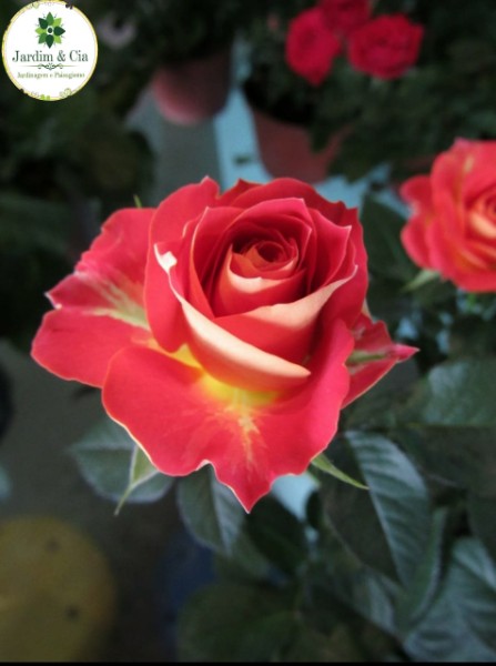 Rosas Flores Naturais Vasos em Piracicaba | Jardim & Cia Jardinagem e  Paisagismo - Boca Santa Ofertas