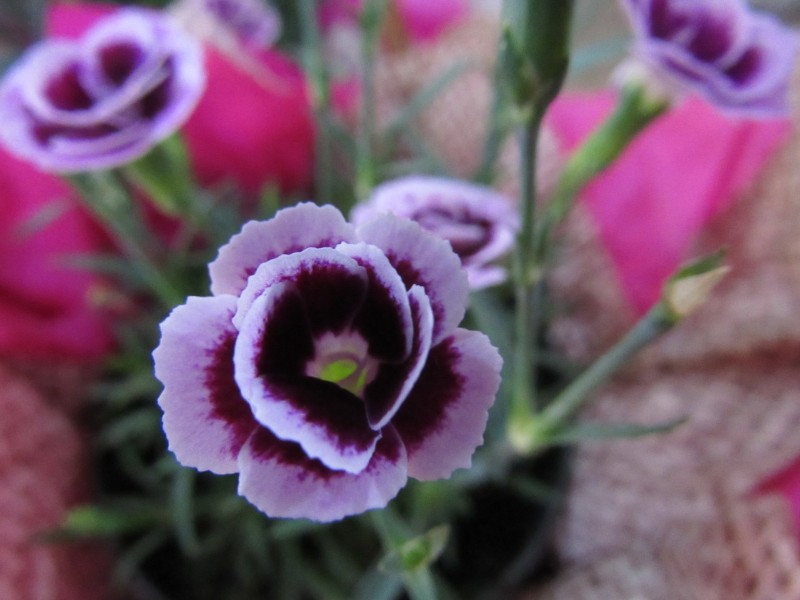 rosas-flores-naturais-vasos