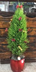 Para sua casa - Tuia de Natal Arvore de Natal Natural  - Tuia de Natal Arvore de Natal Natural 