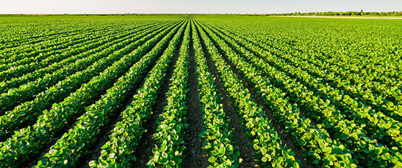 extrato-pirolenhoso-acido-primavera-do-leste-poxoreu-campos-de-julio