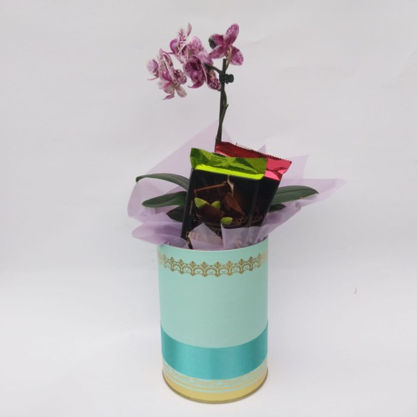 box-mini-orquidea