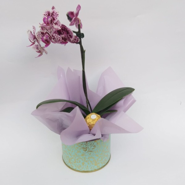 box-mini-orquidea