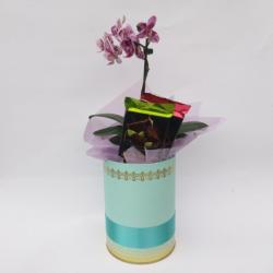 Alimentação - BOX MINI ORQUÍDEA - BOX MINI ORQUÍDEA