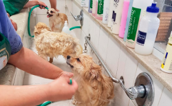 Esterilizador de Ambiente Raio UVC SparkyUV  Uso Veterinário