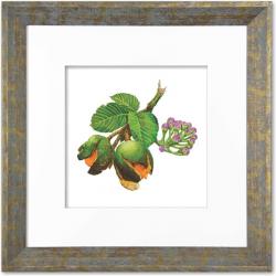 Para sua casa - Quadro Gravura com Moldura Flor Fruta Cerrado Pequi  - Quadro Gravura com Moldura Flor Fruta Cerrado Pequi 