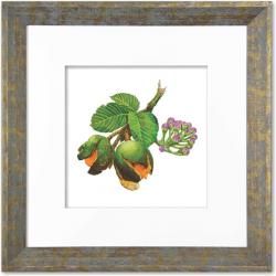 Quadro Gravura com Moldura Flor Fruta Cerrado Pequi 