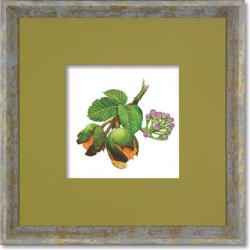 Quadro Gravura com Moldura Flor Fruta Cerrado Pequi Americana Campinas Rio Claro Decoração