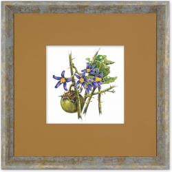 Quadro Gravura com Moldura Flor Fruta Cerrado Joa Americana Campinas Rio Claro Decoração