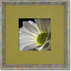 Quadro Gravura com Moldura Flor Margarida Verde Americana Campinas Rio Claro Decoração