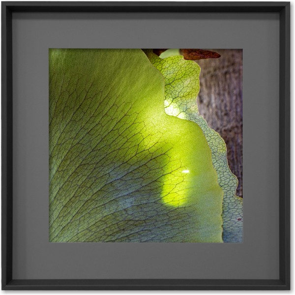 quadro-foto-com-moldura-preta-planta-platycerium-verde-americana-campinas-rio-claro-decoracao