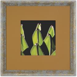 Quadro Foto com Moldura Planta Agave