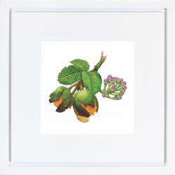 Quadro Gravura com Moldura Flor Fruta Cerrado Pequi Americana Campinas Rio Claro Decoração