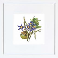 Quadro Gravura com Moldura Flor Fruta Cerrado Joa Branco Americana Campinas Rio Claro Decoração