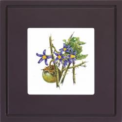 Quadro Gravura com Moldura Flor Fruta Cerrado Joa Roxo Americana Campinas Rio Claro Decoração