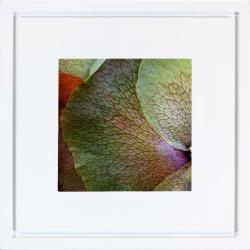 Quadro Foto com Moldura Branca Platycerium Violeta Americana Campinas Rio Claro Decoração