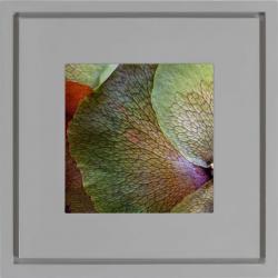 Quadro Foto com Moldura Cinza Platycerium Violeta Americana Campinas Rio Claro Decoração