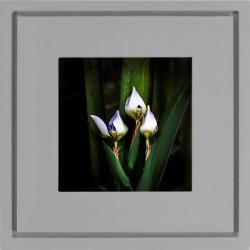 Para sua casa - Quadro Foto com Moldura Cinza Flor Irís Americana Campinas Rio Claro Decoração - Quadro Foto com Moldura Cinza Flor Irís Americana Campinas Rio Claro Decoração