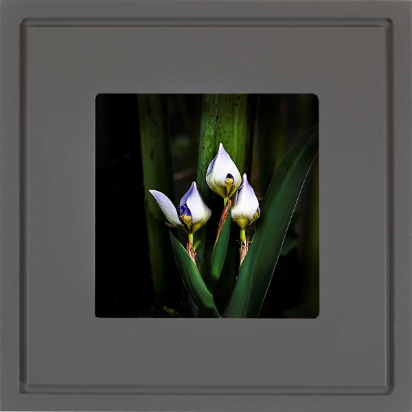 quadro-foto-com-moldura-cinza-escuro-flor-iris-americana-campinas-rio-claro-decoracao