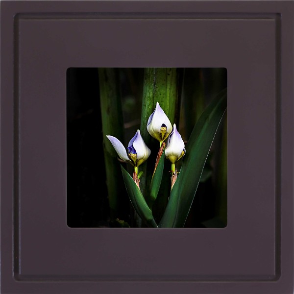 quadro-foto-com-moldura-roxo-flor-iris-americana-campinas-rio-claro-decoracao