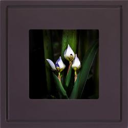 Quadro Foto com Moldura Roxo Flor Irís Americana Campinas Rio Claro Decoração