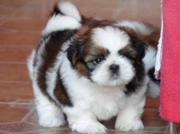 Shih tzu filhote Piracicaba