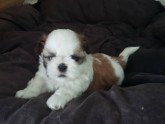 shih tzu filhote macho