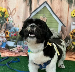 Animais - Banho e Tosa Lhasa Apso - Banho e Tosa Lhasa Apso