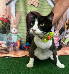 Animais - Banho e Tosa Gato  - Banho e Tosa Gato 