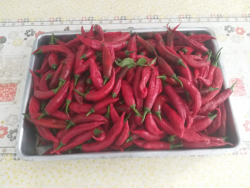 Pimenta Dedo de Moça Orgânica 