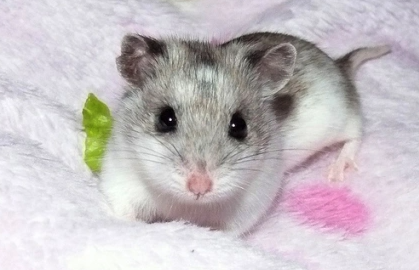 hamster-chines-santa-barbara-sbo-americana-saltinho