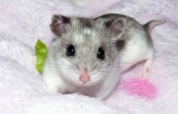 Hamster Chinês 