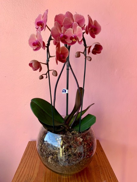 orquidea-presente-dia-dos-namorados-decoracao-piracicaba-sp-rio-das-pedras-charqueada-