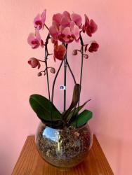 Orquídea