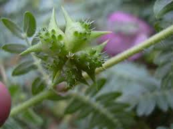 Estimulante Sexual Tribulus Terrestris