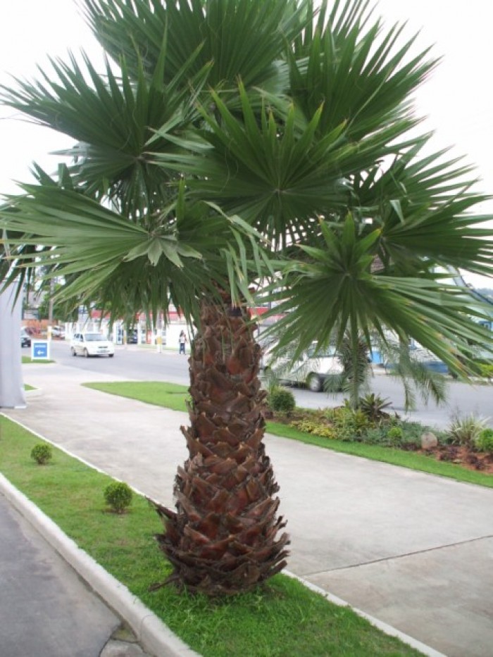 Washingtonia 4 Metros