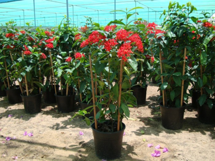 Ixora Africana em Piracicaba | Jardim & Cia Jardinagem e Paisagismo - Boca  Santa Ofertas