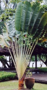 Ravenala Madagascariensies