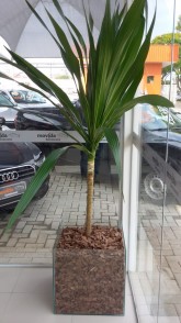 Para sua casa - Dracena com Cachepot de vidro  - Dracena com Cachepot de vidro 