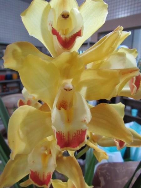 orquidea-phalaenopsis-