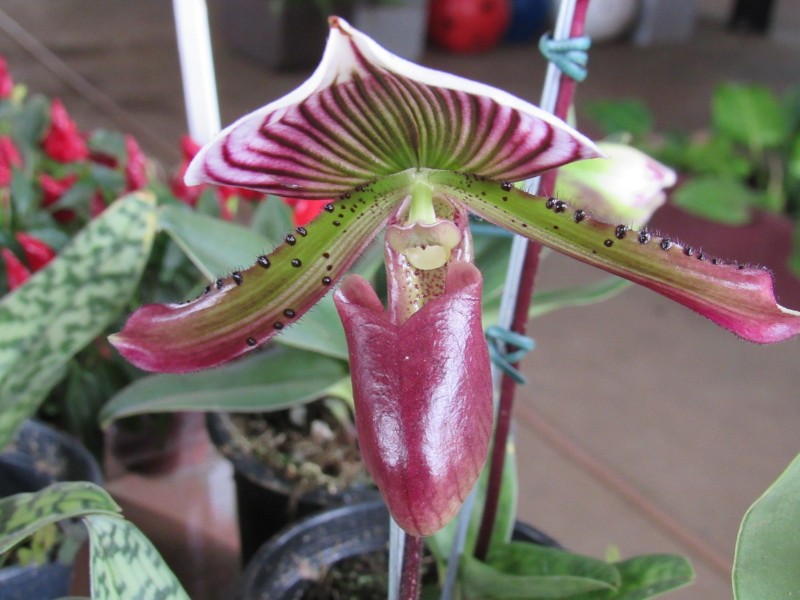 orquidea