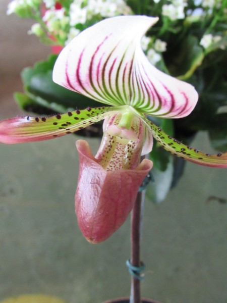 orquidea