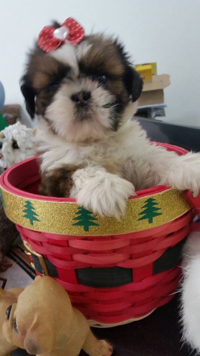 Filhote de Shih-Tzu